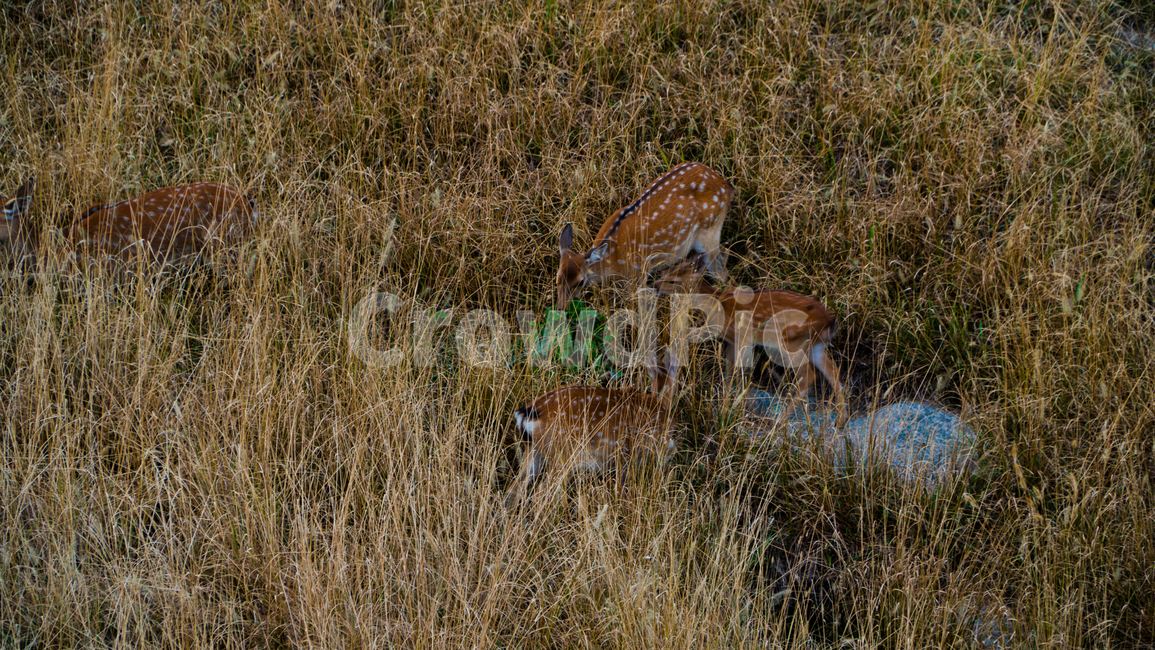 field,들,outdoors,옥외,grassland,목초지,antelope,영양,animal,야생생물,wildlife,포유류,mammal,동물,동물,animal,포유류,mammal