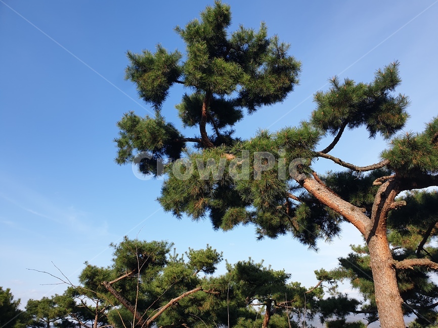 소나무,나무,tree,자연,하늘,식물