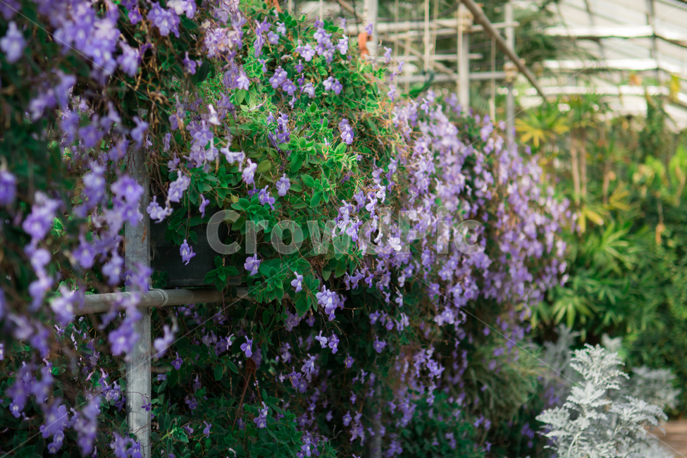 꽃,보라색,보라빛,녹색,녹음,식물,식물원,온실,봄,가을,꽃잎,꽃밭,식물,자연,plants,nature,꽃,flower