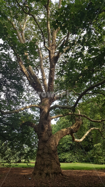 tree,나무,plant,식물,treetrunk,나무줄기