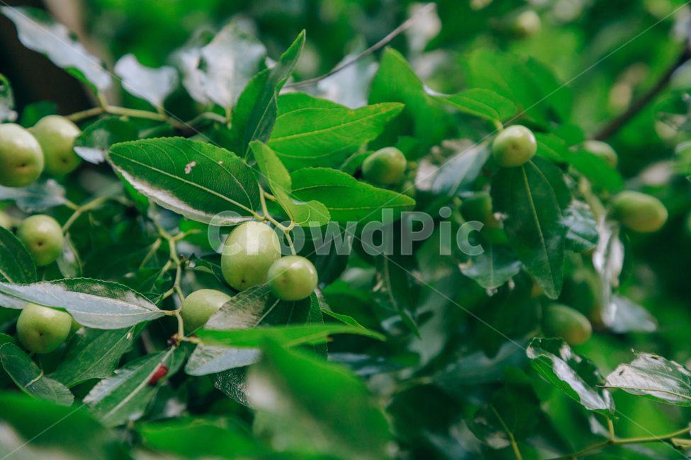 자연,식물,초록,나무,싱그러운,열매,tree,식물,자연,plants,nature,과일,열매,fruit