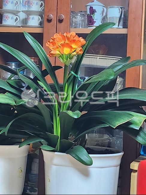 magnolia,succulent,magnolia flower,flower