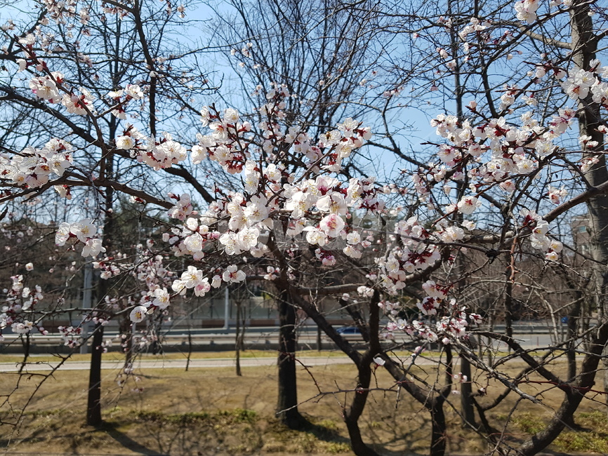 벗꽃나무,일산역근처,풍경,벗꽃,산책길