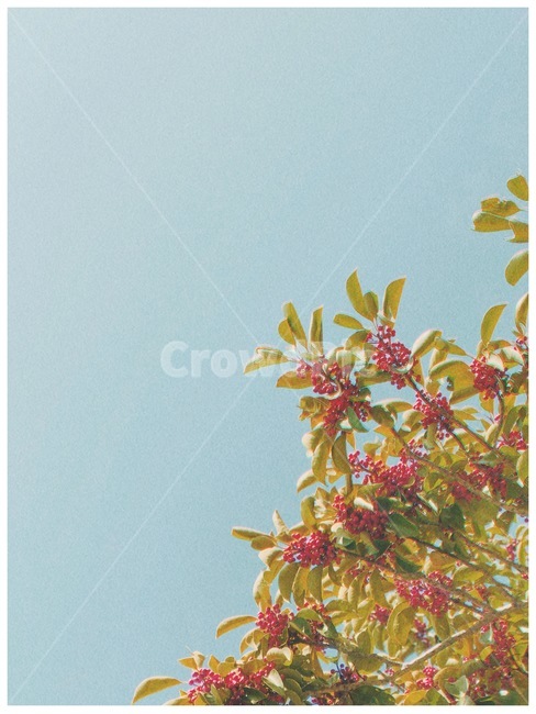 제주도,나무,자연,감성,열매,자연,풍경,nature,landscape,과일,열매,fruit,plant,식물