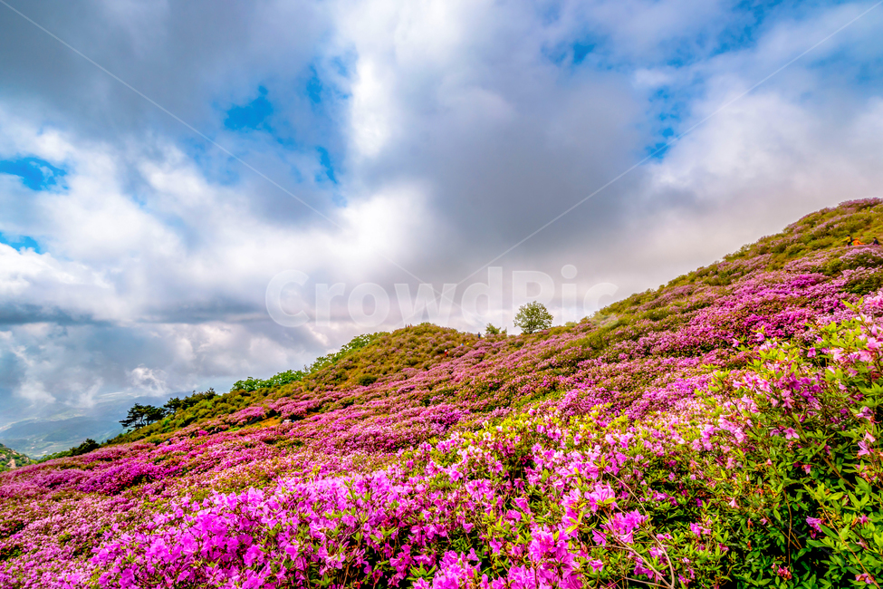 황매산,철죽,꽃,봄,산,합천군,풍경,봄,계절,spring,season,자연,풍경,nature,landscape,outdoors,옥외