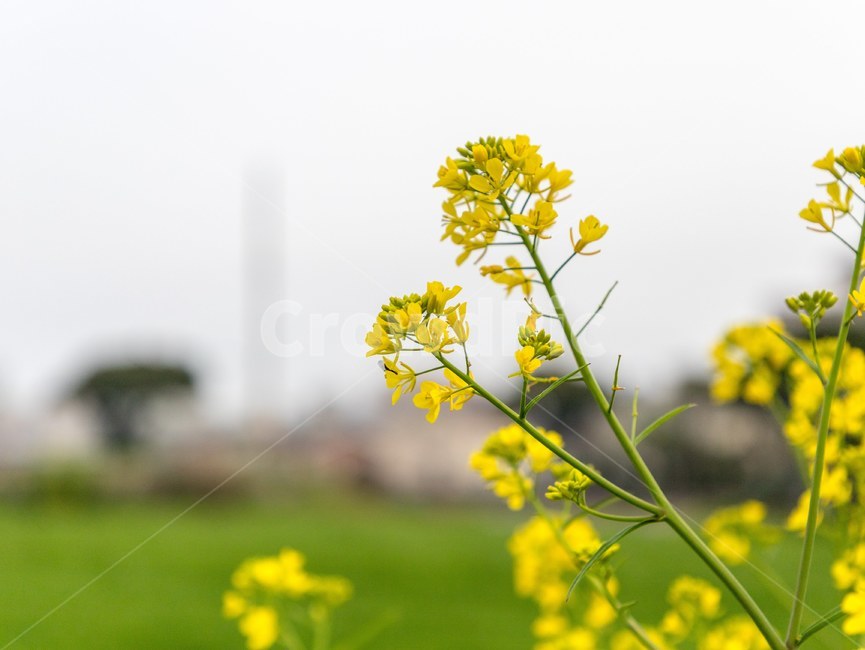 유채꽃,유채,노란색,봄,제주도,봄,계절,spring,season,식물,자연,plants,nature,꽃,flower
