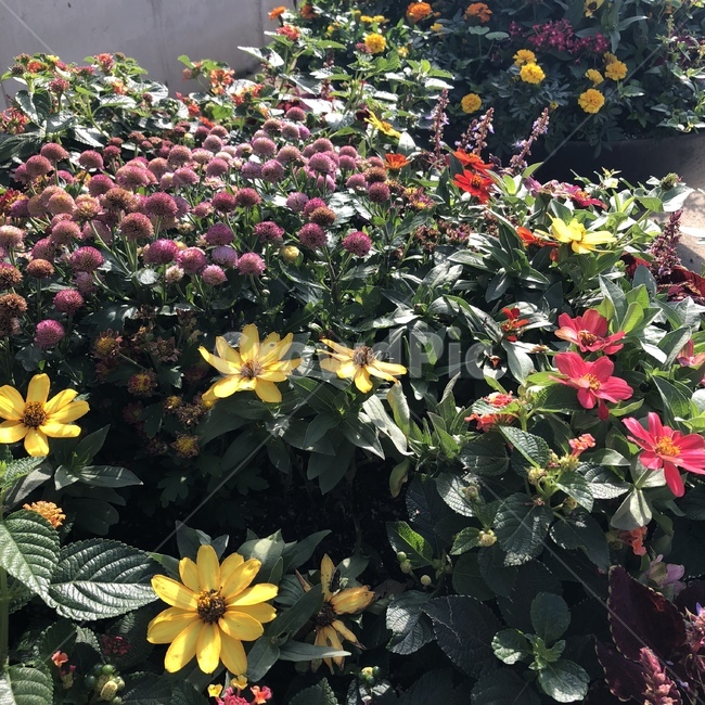 식물,꽃,풀,가을,flower