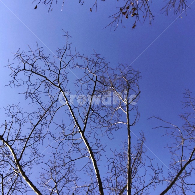나무,하늘,sky,나뭇가지,겨울나무,식물,자연,plants,nature,나무,trees,wood