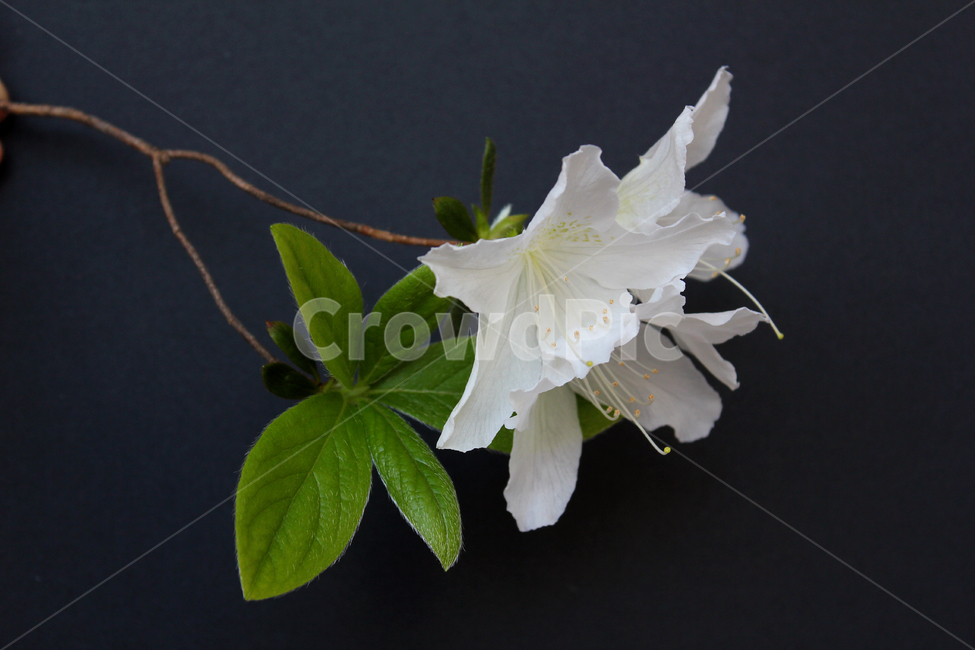 azaleas,azaleasflowers,closeup,decoration,detail,flower,fresh,green,leaf,leaves,macro,natural,nature,plant,royalazaleablossom,whiteazaleasflowers,철쭉,철쭉꽃,클로즈업,디테일,꽃,신선한,그린,녹색,잎,나뭇잎,잎사귀,자연,식물,플라워,진달래,검은색,검정,블랙,꽃,flower