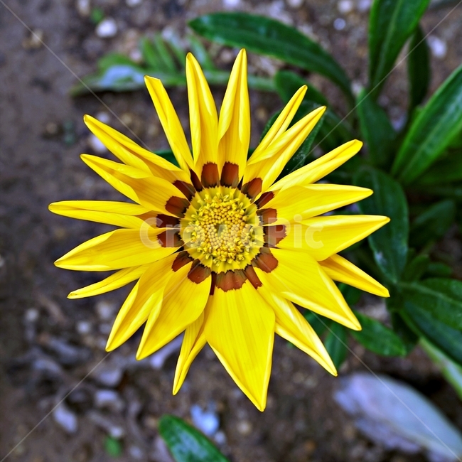 봄,꽃,식물,자연,flower,floral,가자니아,국화과,훈장국화,태양국,원예,gazania,남아프리카원산