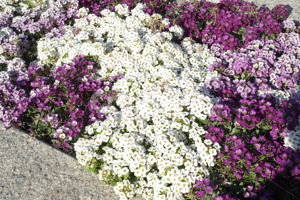 꽃,식물,봄,색감,flower