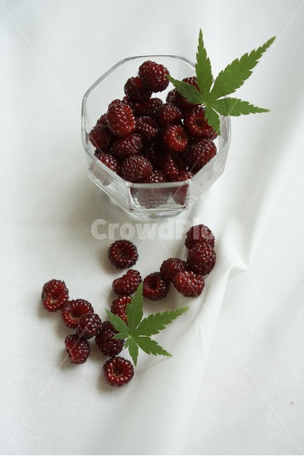 산딸기,열매,과일,라즈베리,raspberry,식물,자연,plants,nature,과일,열매,fruit,연출,컨셉,콘셉,direction,concept