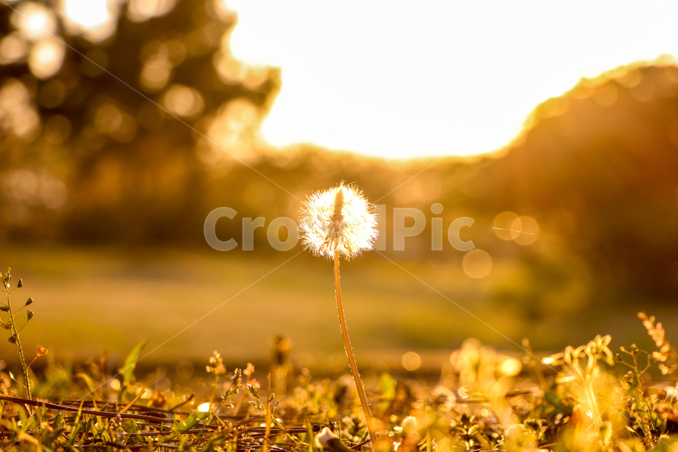 식물,plant,blossom,flower,꽃,민들레,노을,식물,자연,plants,nature