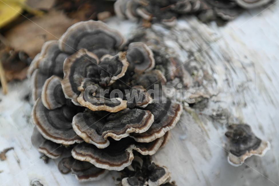 버섯,식물,산,자연,나무,이끼,나무결,접사,그늘,낙엽,가을,버섯,mushroom