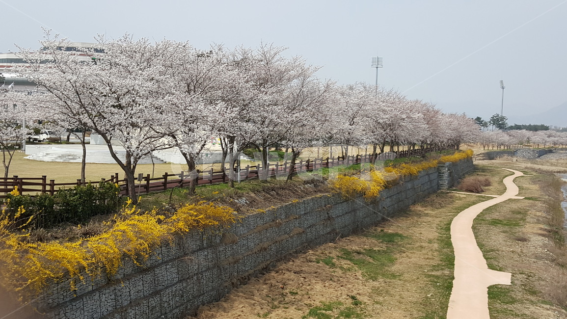 벚꽃,개나리꽃,봄,강변길,꽃길