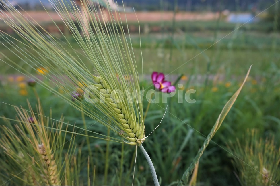꽃,들꽃,강가,산책로,flower,flowers,wildflowers,riverside,식물,자연,plants,nature,꽃,flower