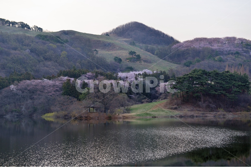 풍경,봄,자연,잔잔함,물가,아름다운,벚꽃,알록달록,봄,계절,spring,season,자연,풍경,nature,landscape,한국자연풍경,한국자연경관,korea nature landscape,outdoors,옥외,water,물