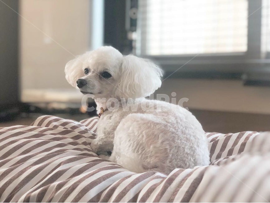 반려견,반려동물,강아지,개,애완견,애완동물,애견,per,dog,puppy,동물,animal,포유류,mammal,개,강아지,dog,doggy