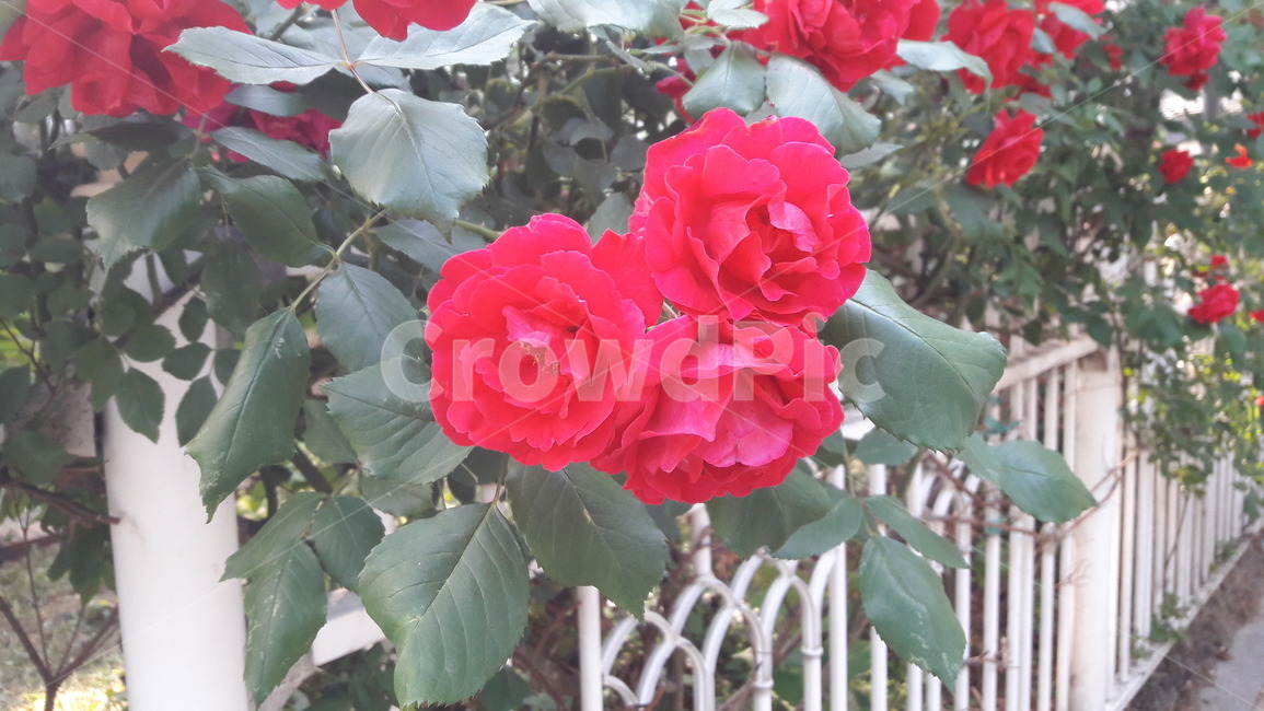 장미,담장장미,빨강장미,들장미,rose