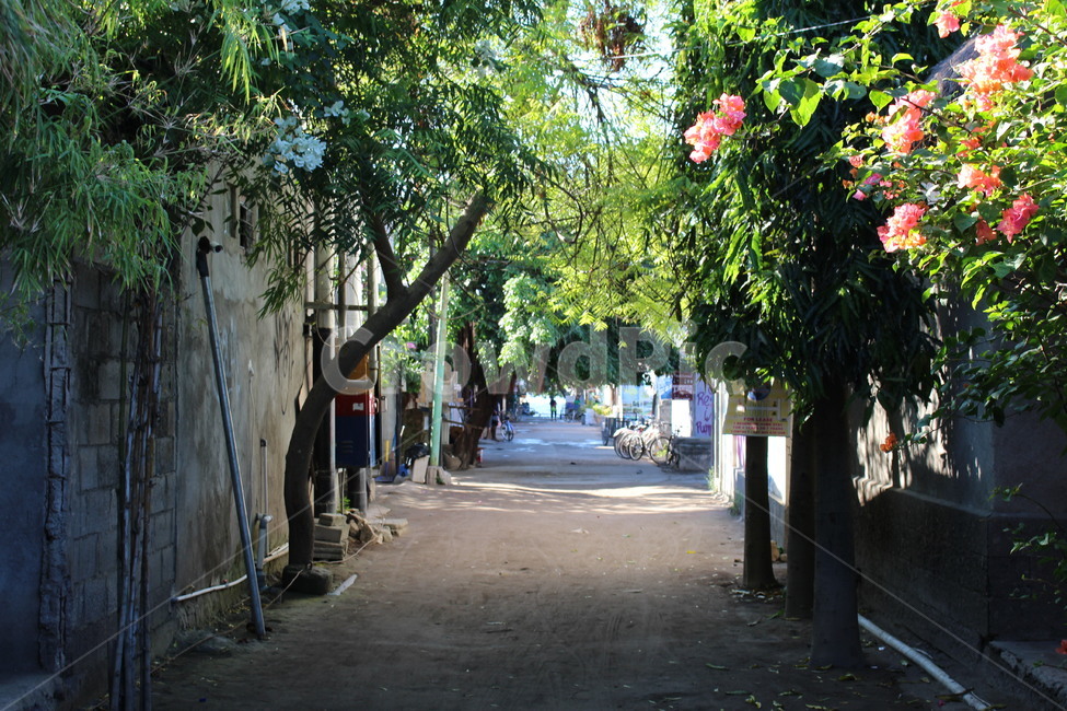 garden,골목길,꽃,정원,outdoors,골목길,alley
