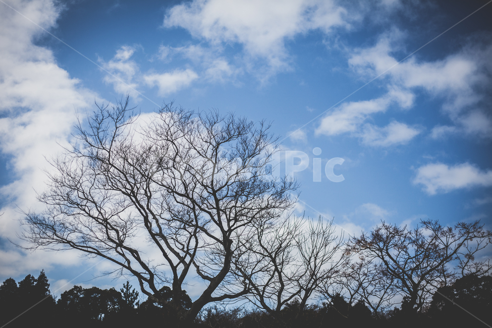 하늘,제주,오설록,나무,실루엣,파랑,겨울,계절,winter,season,식물,자연,plants,nature,나무,trees,wood