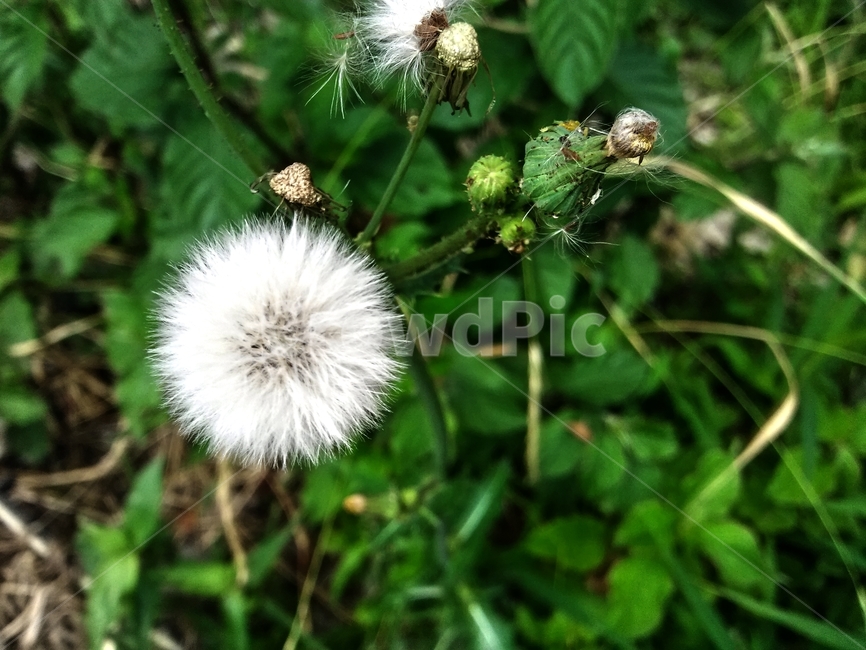 plant,식물,꽃,flower,솜털