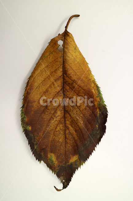낙엽,가을,나뭇잎,잎,잎사귀,계절,식물,자연,가을낙엽,fallenleaves,deadleaves,오브젝트,누끼,가을,계절,fall,autumn,season,insect,곤충,animal,동물,invertebrate,무척추 동물,veins,정맥