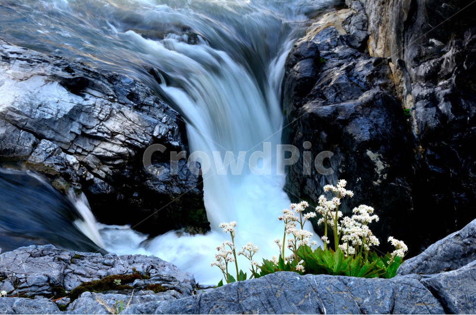 돌단풍,야생화,석회암,구문소,태백,폭포,봄꽃,자연,풍경,nature,landscape,water,물,outdoors,옥외,river,강,waterfall