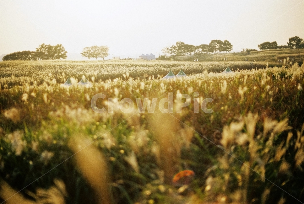 가을,하늘공원,갈대,자연,햇빛,감성,가을,계절,fall,autumn,season,자연,풍경,nature,landscape,한국자연풍경,한국자연경관,korea nature landscape,감성,sensible,feeling,휴식,힐링,rest,relaxation,healing