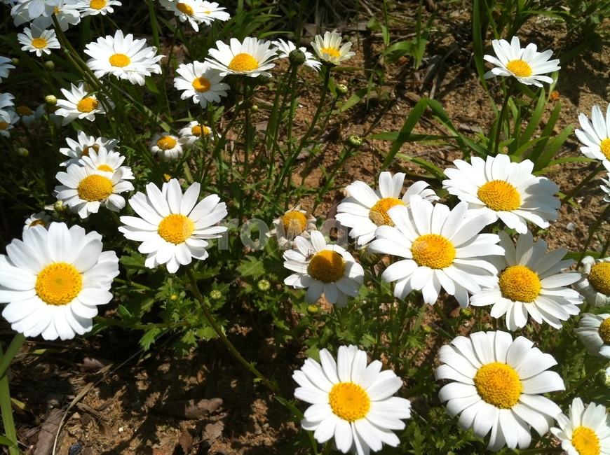 꽃,흰꽃,식물,국화류,수수한꽃,식물,자연,plants,nature,꽃,flower