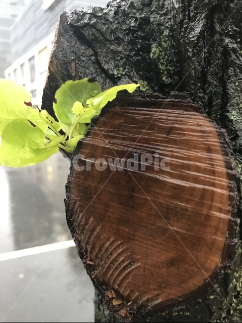 나이테,나무,풀,새싹,비,tree,treering,식물,자연,plants,nature,나무,trees,wood