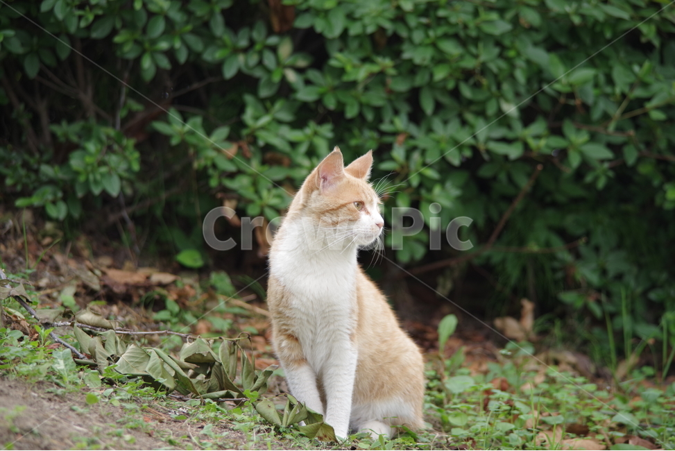 고양이,길냥이,동물,스냅,길거리,냥이,cat,animal,photography,photo,줄무늬,태비,배경사진,코숏,코리안숏헤어,동물,animal,포유류,mammal,고양이,cat,kitten,kitty