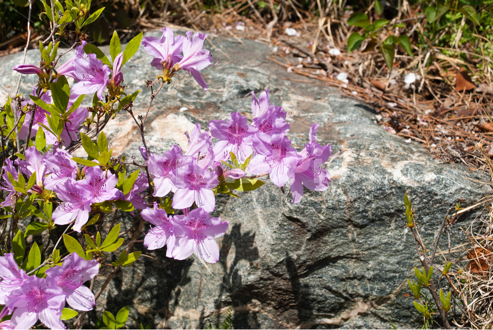 산철쭉,철쭉,봄,꽃,생화,공원,식물,조경,분홍,spring,season,flowe,만개,만발,자연,향기,아름다운,화사한,나뭇가지,봄꽃,돌,봄,계절,spring,season,식물,자연,plants,nature,꽃,flower,blossom,geranium,제라늄,plant