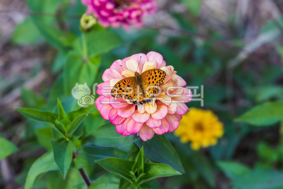 암끝검은표범나비,수컷,검은색,흰색,표범나비,표범나비과,나비,날개,곤충,절지동물,동물,백일홍,꽃,분홍색,노란색,주황색,꽃잎,초록색,잎,국화과,한해살이풀,식물,자연,야외,가을,햇살,정원,꽃밭,관상용