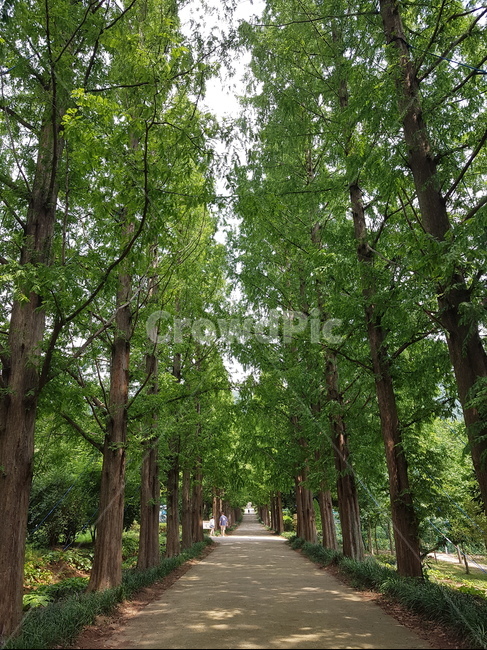 자연,숲,메타세쿼이아,메타세콰이어,산책