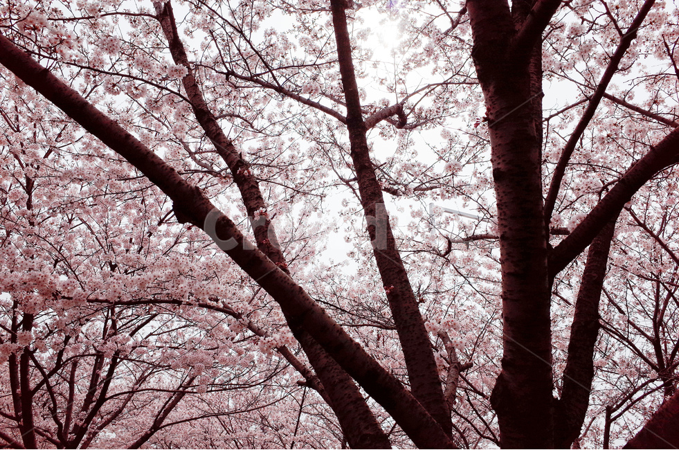 봄,벚꽃,벚꽃나무,꽃,체리블라썸,cherryblossom,봄,계절,spring,season,식물,자연,plants,nature,꽃,flower,나무,trees,wood,plant,tree,tree trunk,나무 줄기