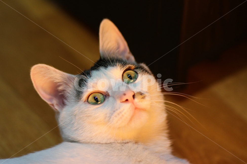 고양이,동물,animal,cat,반려묘,귀여움,야옹이,냐옹이,표정,수염,애완동물,포유류,pet,반려동물,유기묘,길냥이,kitten,아기고양이,코숏,코리안숏헤어,캣대디,캣맘,햇살,아침,morning,sunshine,휴식,힐링,res,trelaxation,healing,mammal,kitty,동물,animal,포유류,mammal,고양이,cat,kitten,kitty