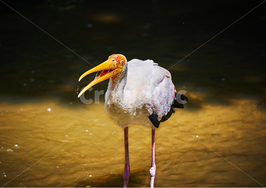 새,조류,깃털,부리,아름다운,동물,animal,조류,새,birds