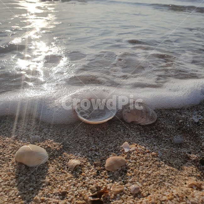 조개,모래,바다,파도,거품,물,빛,sea,seashell,대합,clam,시원한,상쾌한,조개껍질