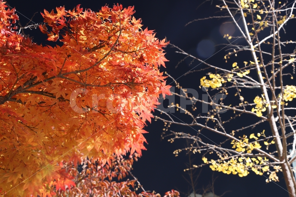 밤,단풍,가을,감성,자연,빛,가을,계절,fall,autumn,season,야경,밤,풍경,nightscape,night,landscape,식물,자연,plants,nature,나무,trees,wood,leaf,잎,plant,tree,maple