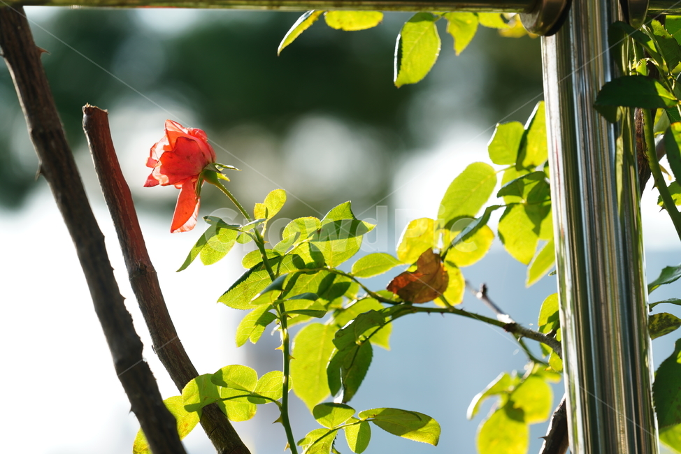 장미,꽃,플라워,식물,생물,생명,flower,plant,식물,자연,plants,nature,꽃,flower