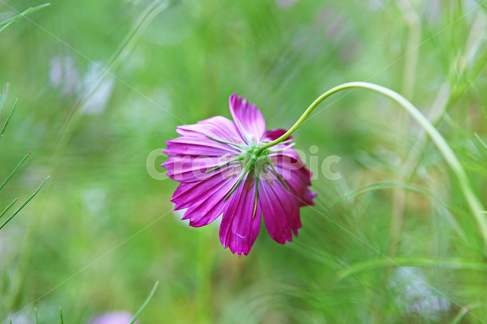 petal,nature,plant,fall flowers,wild flowers,autumn,Cosmos,park,flower
