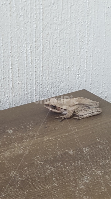개구리,양서류,동물,animal,frog,두꺼비