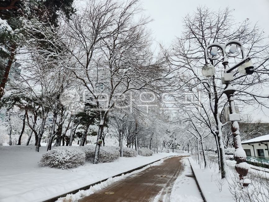 날씨,자연,겨울,눈꽃,눈,나무,공원,여의도,길,weather,nature,winter