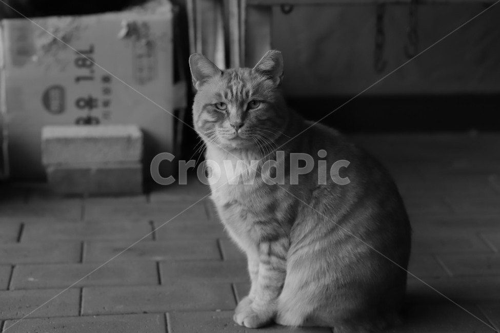 흑백,고양이,길고양이,아파트고양이,포스,동물,animal,포유류,mammal,고양이,cat,kitten,kitty,흑백,모노톤,monochrome,black and white