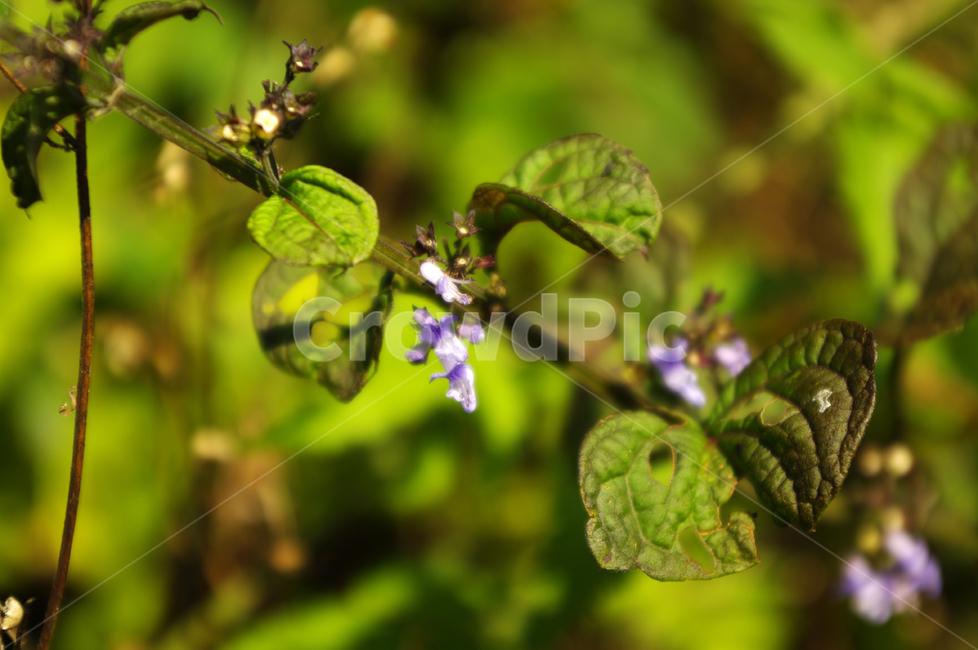 꽃,풀,flower,식물,color,식물,자연,plants,nature,꽃,flower