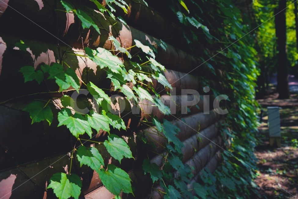 감성사진,여름,휴식,힐링,자연풍경,여행,휴가,덩쿨,식물,자연,plants,nature