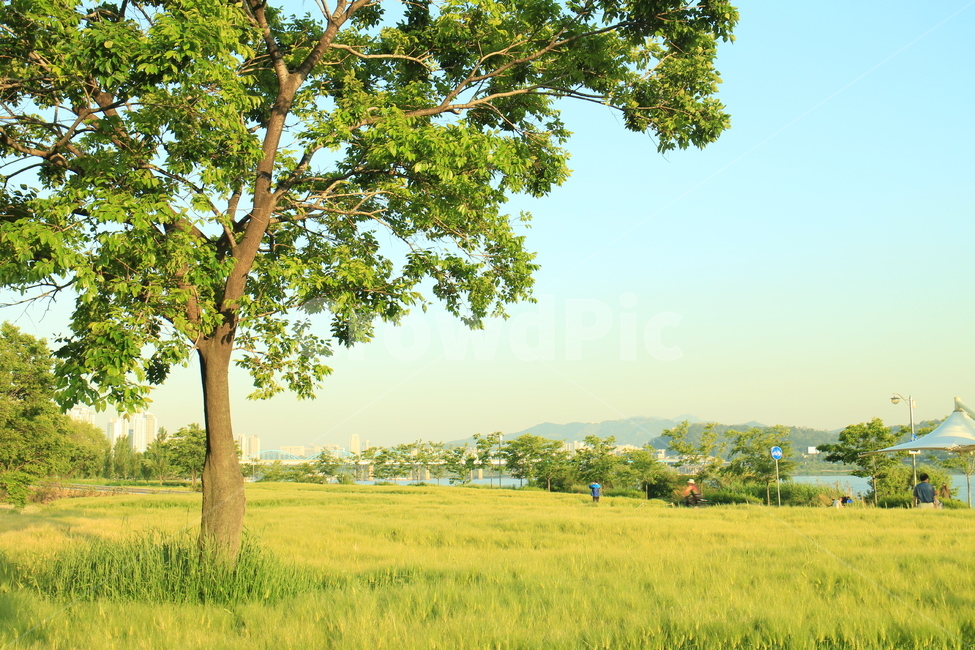 청보리밭,한강,이촌한강공원,여름날,koreanlandscape
