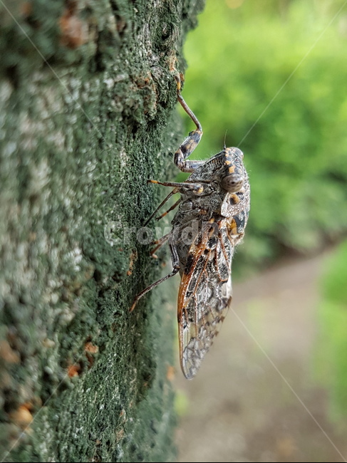 매미,곤충,여름곤충,참매미,벚나무,여름,계절,summer,season,동물,animal,곤충,벌레,insect,bug,invertebrate,무척추 동물