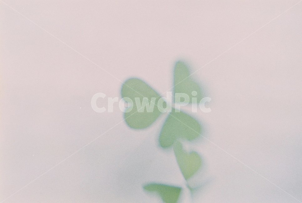 우포늪,자연,하트,접사,새싹,눈,생명,식물,자연,plants,nature